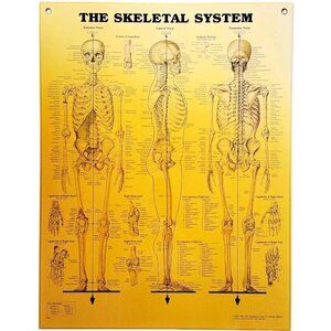 1997 Skeletal System Anatomical Chart Laminated Poster Medical Hospital GstRm